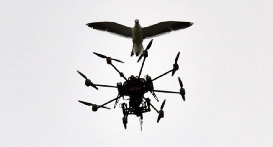 A seagull swoops at a Sky TV drone covering the second Test between New Zealand and Sri Lanka in Wellington on January 7, 2015.  By Marty Melville AFPFile