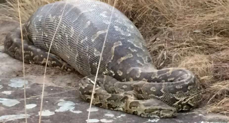 This African rock python died in unusual circumstances after swallowing a giant 13.8 kilogramme porcupine at a private game park in South Africa.  By  Lake Eland Game ReserveAFP