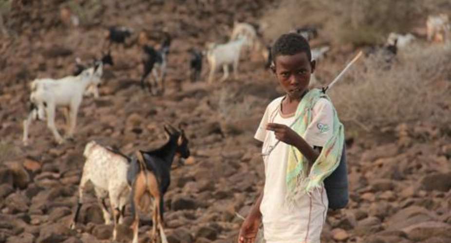 A Djiboutian boy grazing goats in Garabtisan on August 17, 2011.  By Abdourazak Ali AFPFile