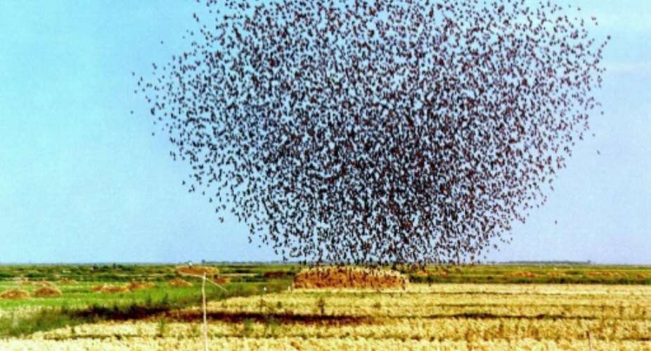 Quelea birds move in large flocks.  By PIERRE GRARD AFP