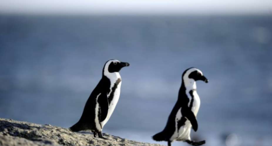 Rangers have been rescuing African penguins, like those seen here, in the shallow waters off the South African coast.  By STEPHANE DE SAKUTIN AFP