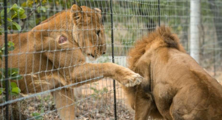 Rescued circus lions take first steps on African veld
