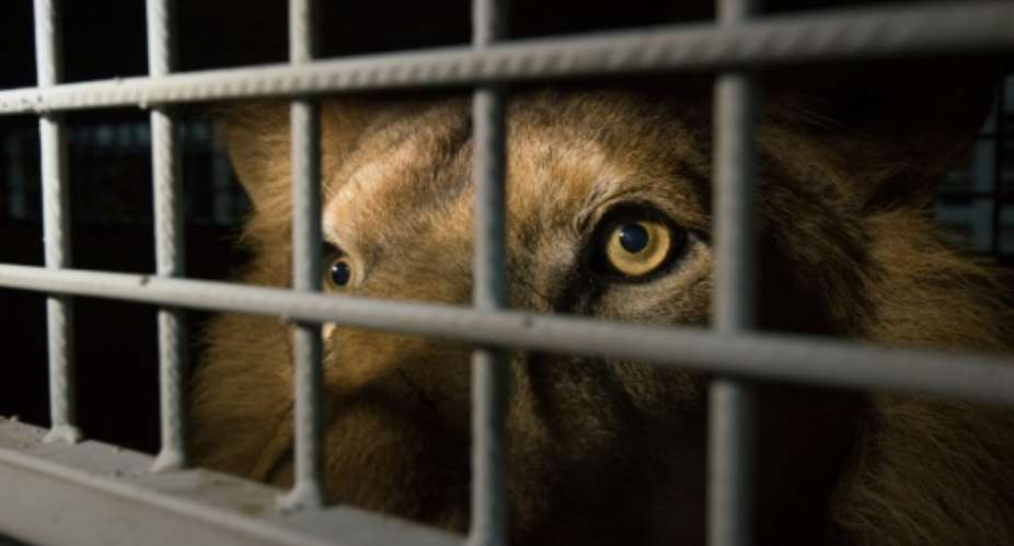 An African lion in a cage arrives at the OR Tambo International Airport on April 30, 2016 in Johannesburg, South Africa.  By  AFP