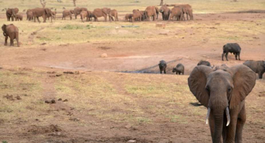 Researchers fitted the elephants' trunks with movement trackers, similar to personal fitness monitors, andtheir necks with GPS collars complete with gyroscopes, and followed their activities for 35 days.  By TONY KARUMBA AFPFile