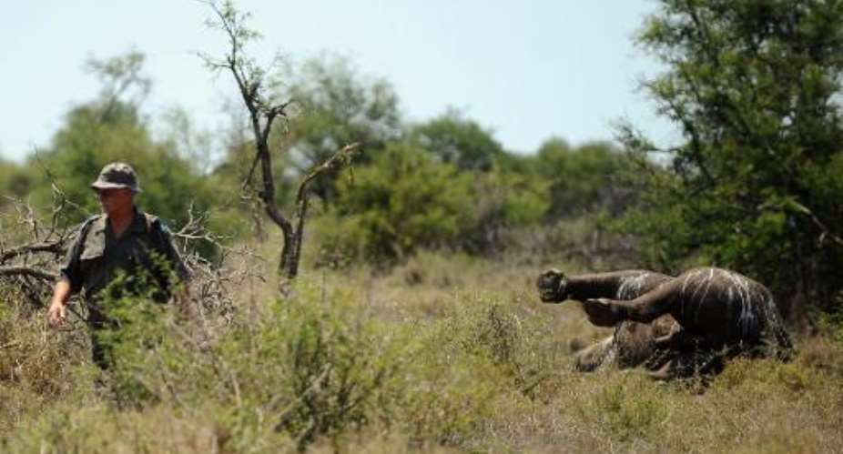 An environmental crime investigator walks past the carcass of a three-day-old rhinoceros killed by poachers in the southern part of Kruger National Park on November 27, 2013.  By  AFPFile