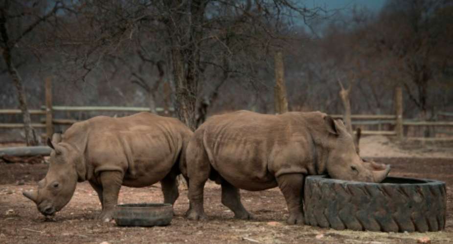 Rhinos at the Kahya Ndlovu Lodge in Hoedspruit, Limpopo province.  By Mujahid Safodien AFPFile