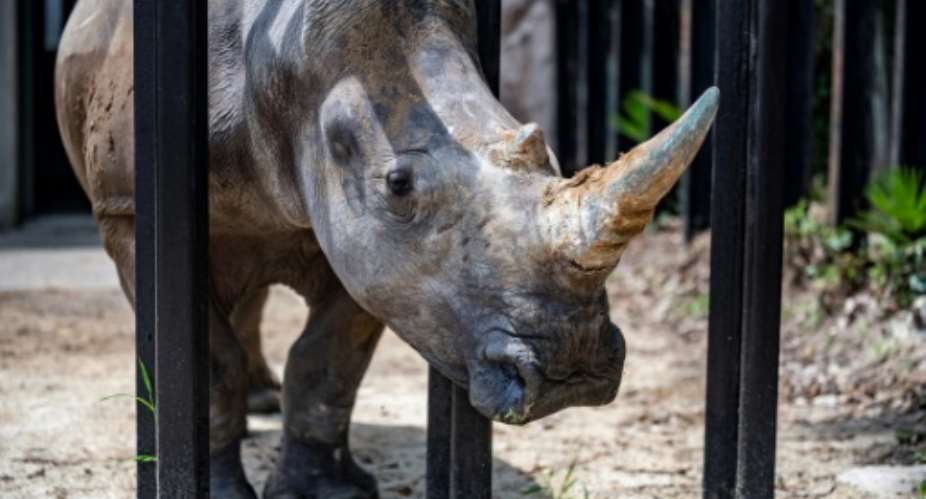 Rhinos in Africa are slaughtered for their horns, which are smuggled into Asia where they are highly prized for traditional and medicinal purposes.  By Philip FONG AFPFile