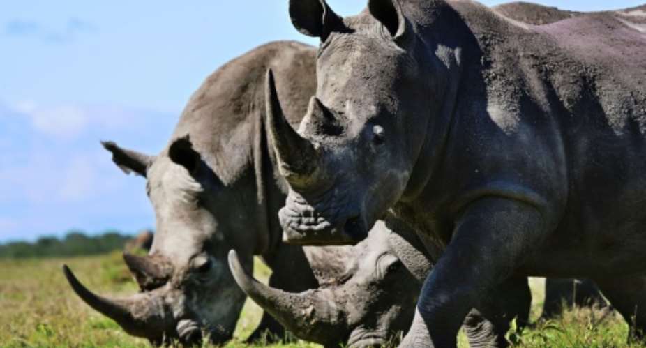 Rhinos, like those seen here in Kenya, are increasingly at risk in Botswana because of poaching.  By TONY KARUMBA AFP