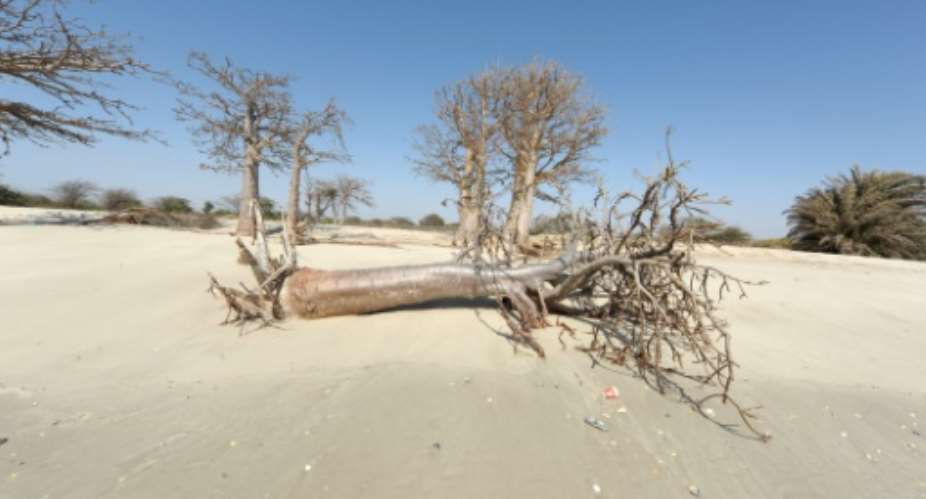 Rising sea levels caused by climate change kill trees. This photo was taken in Senegal in 2013.  By SEYLLOU AFPFile