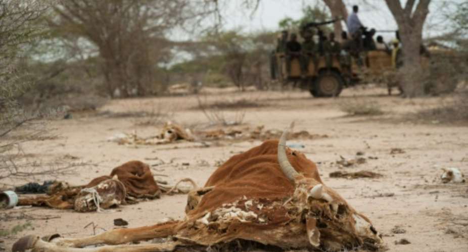 Cattle carcasses pictured outside the Somalian town of Dhobley during a drought.  By Phil Moore AFPFile