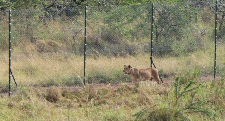 Roaring success: lions return to Rwanda, with rhinos next?