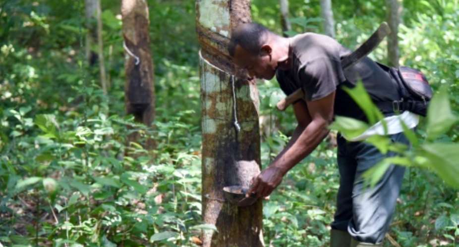Rubber trees take six to seven years to mature before they can be tapped, a process which involves making incisions in the tree's bark to allow its milky sap to collect in a cup attached to the trunk.  By Sia KAMBOU AFP