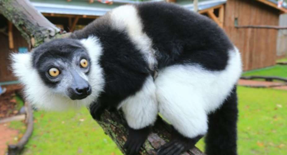 Ruffed lemurs could lose more than 90 percent of their habitat within 50 years as a result of global warming and habitat loss.  By JENS WOLF DPAAFPFile