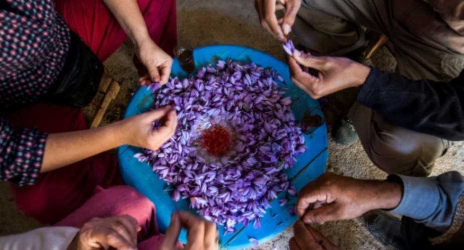 Saffron farmers in southern Morocco are proud of the coveted spice they produce.  By FADEL SENNA AFP