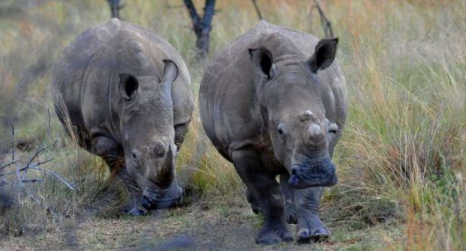 Two white rhinoceros walk in Limpopo.  By Alexander Joe AFPFile