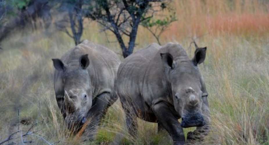 Nearly 270 rhinos have been slaughtered in South Africa since the start of this year.  By Alexander Joe AFP