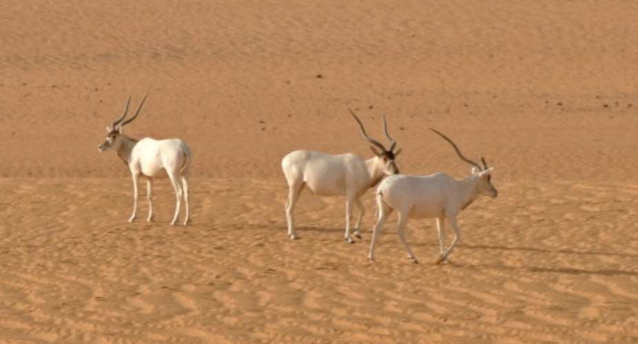 A group of Saharan Addax antelope walk across the sands of the Tin Toumma desert near Diffa, Niger on May 6, 2016.  By Thomas Rabeil AFP