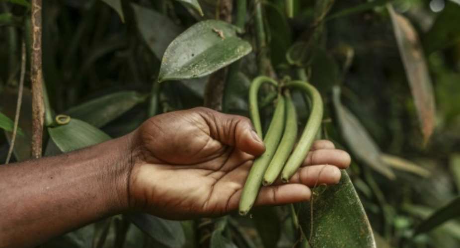 Sao Tome, off the Gulf of Guinea, has revived its vanilla cultivation to try to diversify its economy.  By Daniel BELOUMOU OLOMO (AFP)