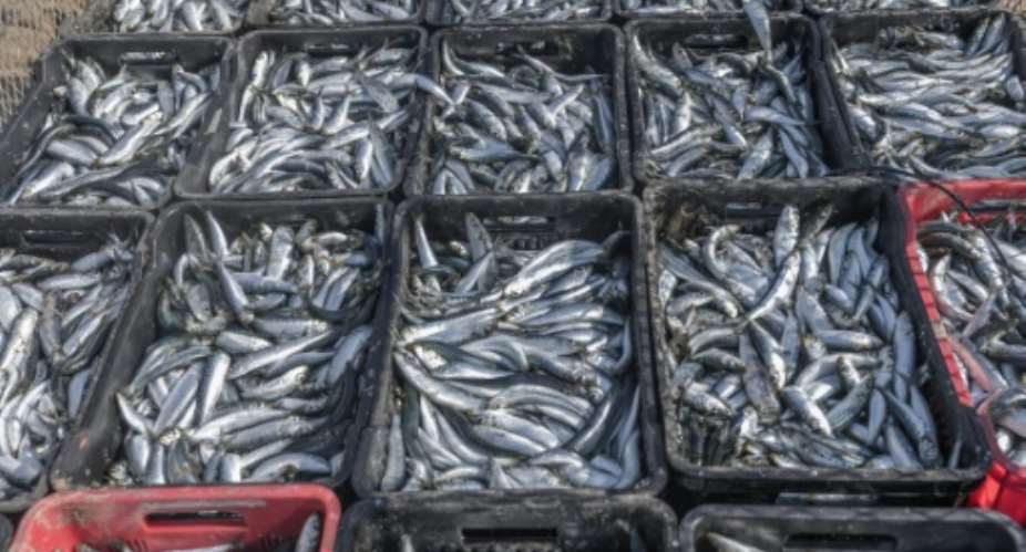 Sardines occupy a crucial place in the marine food chain.  By RAJESH JANTILAL (AFP/File)