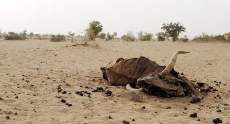 A cattle carcass lying in the sand in northern Niger.  By Issouf Sanogo (AFP/File)