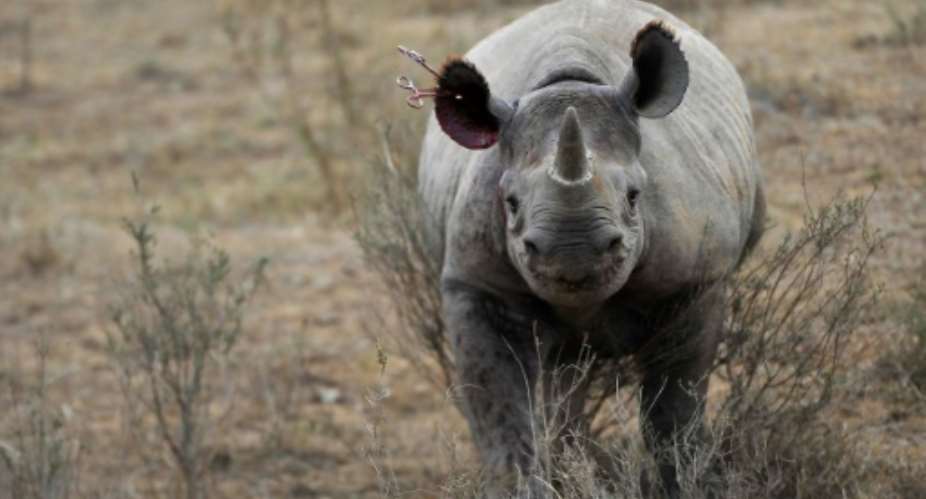 Save the Rhinos estimates there are less than 5,500 black rhinos in the world.  By TONY KARUMBA AFPFile