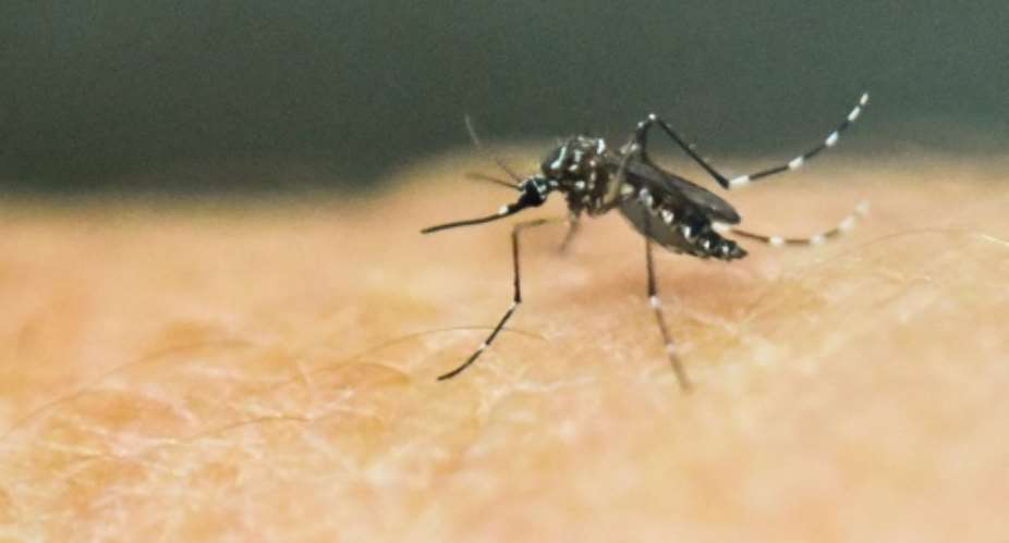 Scientists have succeeded for the first time in wiping out an entire population of the malaria-carrying insect using gene-editing to programme their extinction.  By LUIS ROBAYO AFPFile