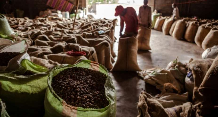 Scientists warn that if global warming continues unabated, up to 60 percent of land currently used to grow coffee beans in Ethiopia will be unsuitable for production by the last three decades of the century.  By Eduardo Soteras AFPFile