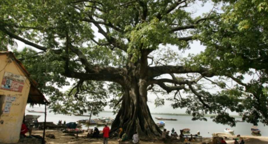 Senegal has lost more than a million trees since 2010 while farmers in Gambia have pocketed 140 billion CFA 238 million, 213 million euros exporting the wood to China.  By Georges Gobet AFPFile