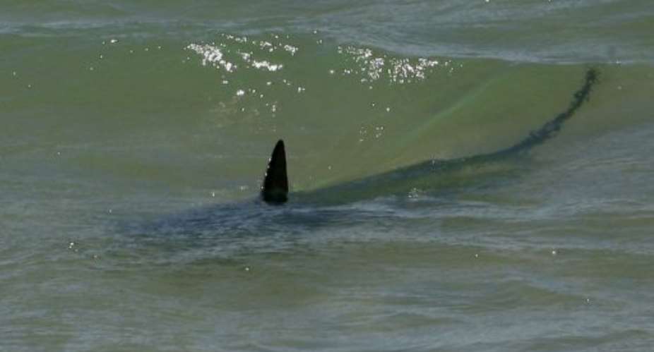 The attack is the second shark fatality along South African shores this year.  By Lluis Gene (AFP/File)