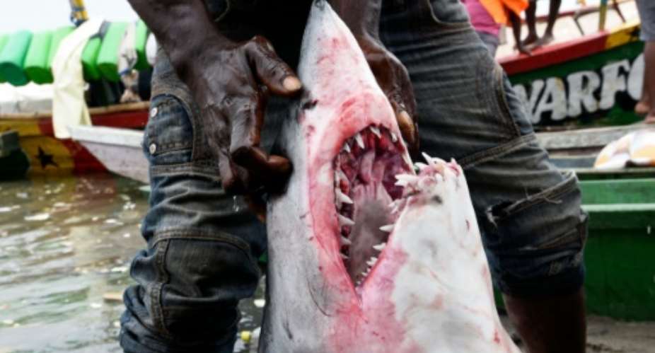 Sharks may elicit less sympathy than elephants or rhinos, but experts say the feared predators are under fierce pressure from unmanaged commercial fishing.  By Sia Kambou AFPFile