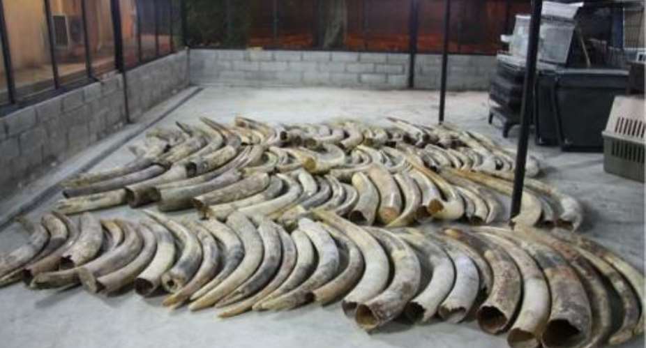 This handout photograph released by the Agri-Food and Veterinary Authority of Singapore on April 3, 2014 shows a collection of ivory seized by authorities.  By Agri-Food & Veterinary Authority (Agri-Food & Veterinary Authority/AFP)