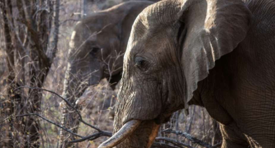 Some countries in southern Africa are pushing for a global ivory ban to be relaxed as their elephant numbers grow.  By GIANLUIGI GUERCIA AFPFile