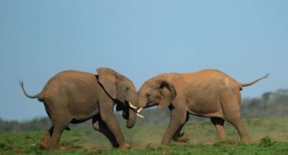 Some critics of the project are concerned noise from the turbines might disturb elephants living in the park.  By RODRIGO ARANGUA AFPFile