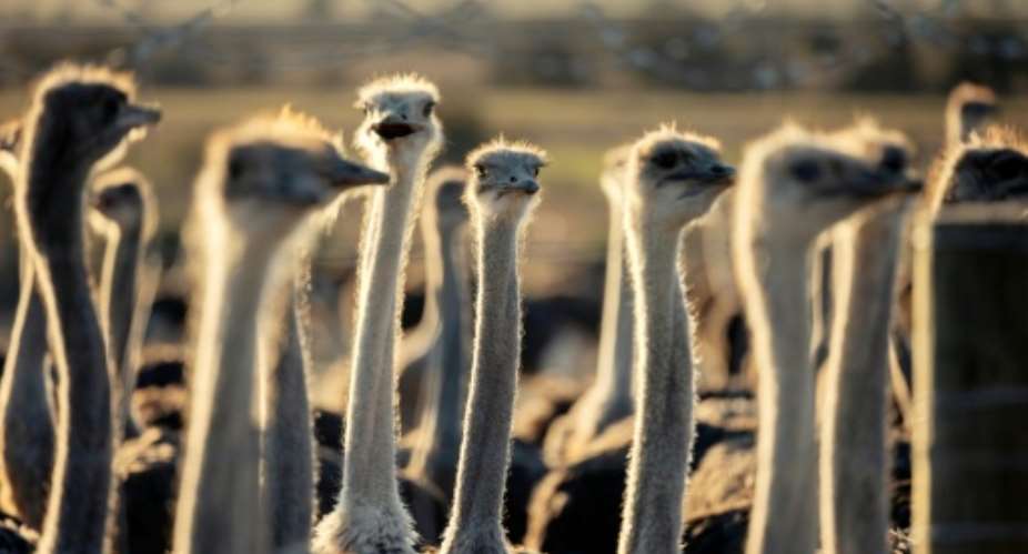 South Africa accounts for about 75 percent of the global ostrich market.  By GIANLUIGI GUERCIA (AFP/File)