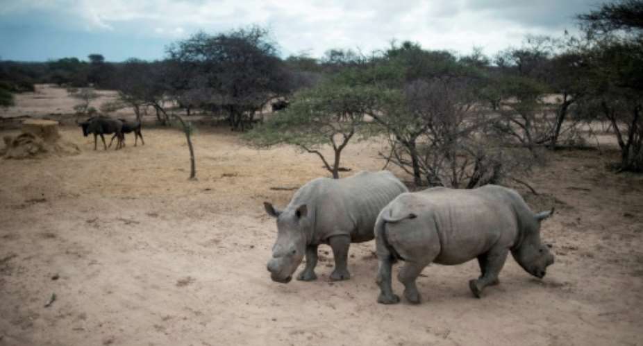 South Africa is home to 80 percent of the world's remaining rhinos.  By MUJAHID SAFODIEN AFPFile