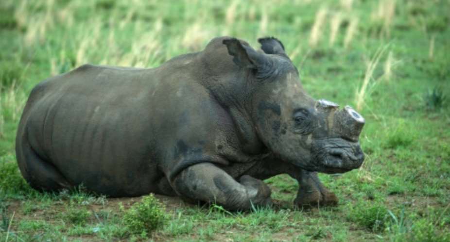 South Africa is home to around 20,000 rhinos, roughly 80 percent of the worldwide population..  By Mujahid Safodien AFPFile