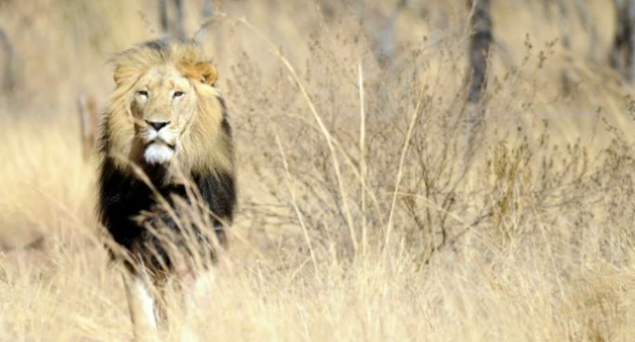South Africa is home to more than 11,000 lions.  By STEPHANE DE SAKUTIN AFPFile