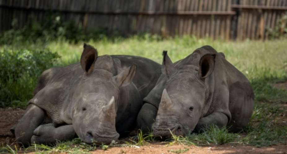 South Africa is home to nearly 80 percent of the world's rhinos but their horns are prized in traditional medicine in Asia.  By Michele Spatari AFPFile