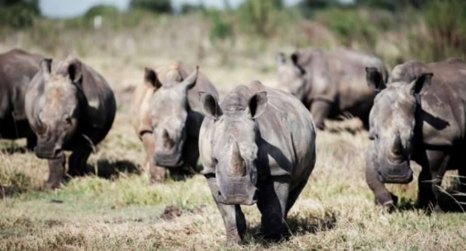 South Africa is home to o nearly 80 percent of the worlds rhinoceroses.  By Luca Sola (AFP/File)