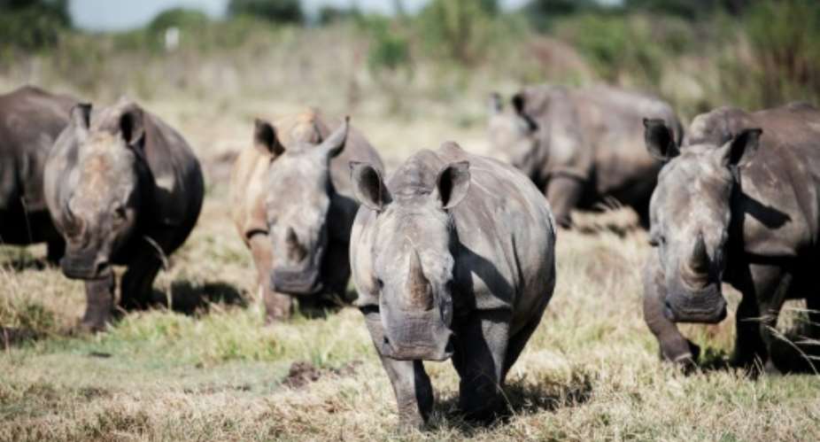South Africa is home to the worlds largest rhino population.  By Luca Sola (AFP/File)