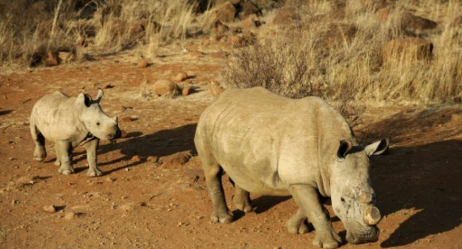 New figures showed that South Africa has lost a record 749 rhino to poaching this year, an almost five percent increase from the same period last year.  By Stephane de Sakutin AFPFile