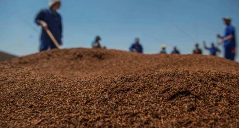 South Africa produces around 22,000 tons of rooibos a year, half of which is exported.  By MUJAHID SAFODIEN (AFP)