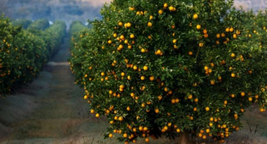 South African citrus growers are saying new EU requirements are putting undue extra pressure on them.  By Phill Magakoe AFP