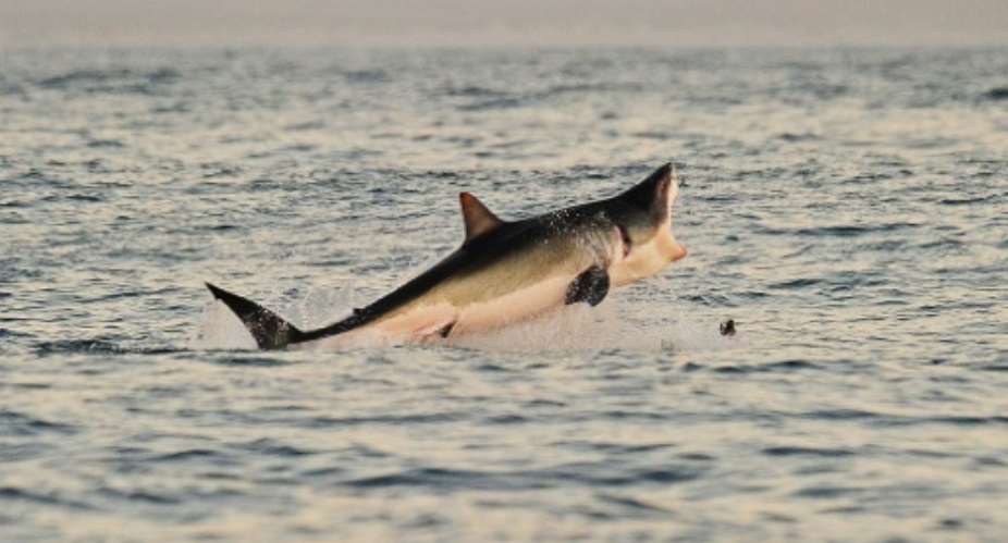 A Great White shark jumps out of the water as it hunts Cape fur seals near False Bay, South Africa, on July 4, 2010.  By Carl de Souza AFPFile