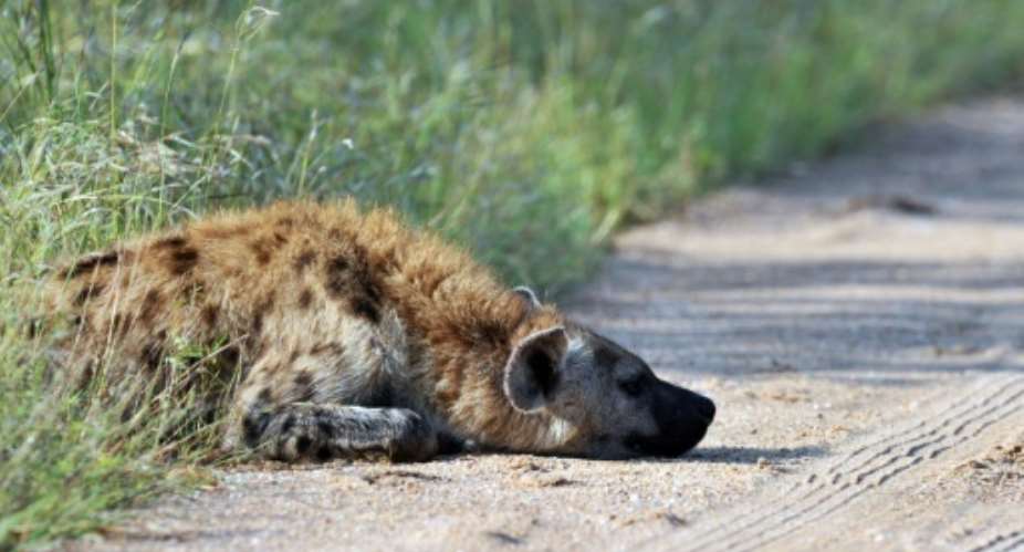 Spotted hyenas have been spotted in Gabon for the first time in 20 years.  By ISSOUF SANOGO AFP
