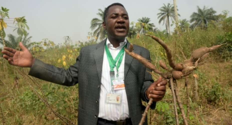 International Institute of Tropical Agriculture IITA spokesman Godwin Atser holds up cassava uprooted from a farm at Alabata village outskirts of Ibadan city, southwest Nigeria, on January 27, 2016.  By Pius Utomi Ekpei AFP