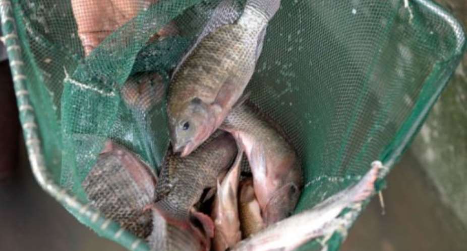 Tilapias in a fishing net at an aquaculture center in northern Senegal.  By Seyllou (AFP)