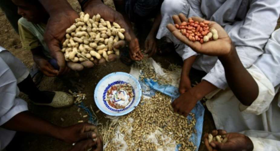 Sudanese farmers display their harvest of peanuts, a key crop hit by a government export ban.  By ASHRAF SHAZLY AFP
