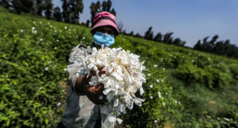 Sweet scented jasmine flowers farmed in Egypt's Nile Delta are pressed and the oil extracted for perfumes.  By Mohamed el-Shahed AFP