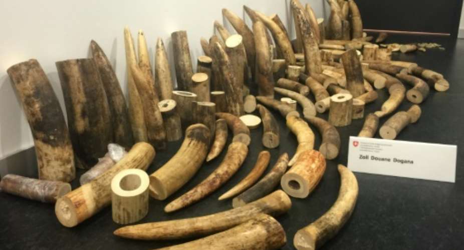 Photo released on August 4, 2015 by the Swiss Federal Customs Administration shows elephant ivory -- worth more than 400,000 USD on the black market -- which was seized at Zurich airport on July 6.  By  Swiss Customs AdministrationAFP